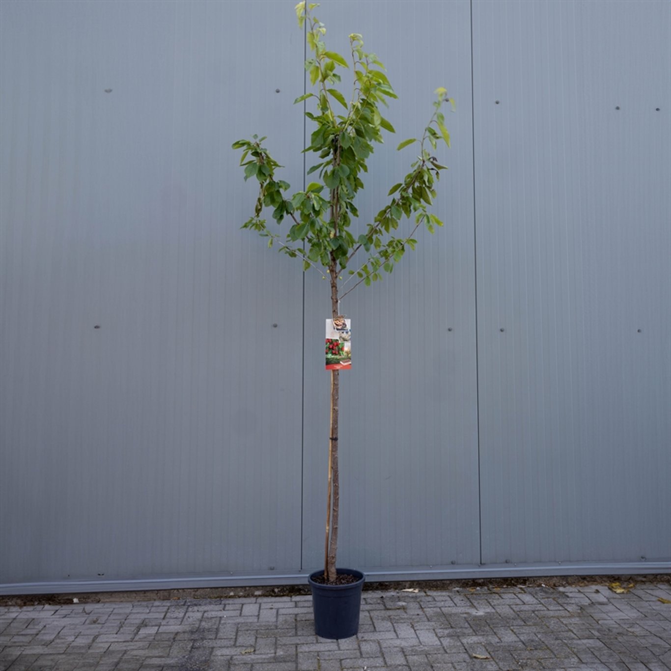 Prunus a. 'Stella' - C12 250-275 CM Hoogstam